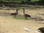 Visiting water fowl